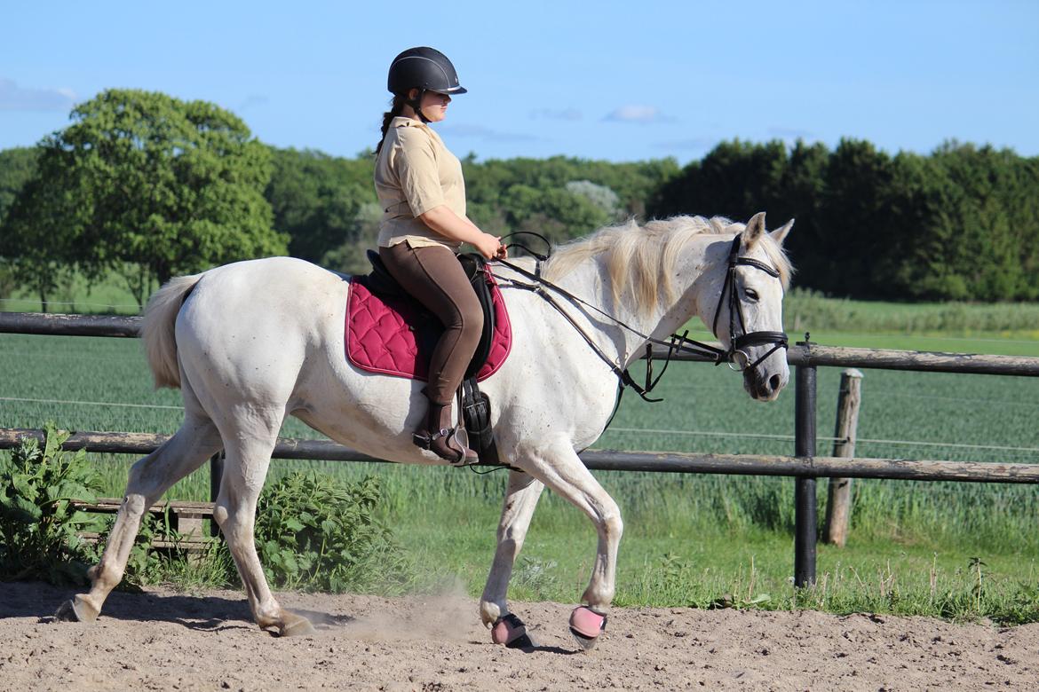 Anden særlig race - Miramis - Foto: Johanna Maria billede 13