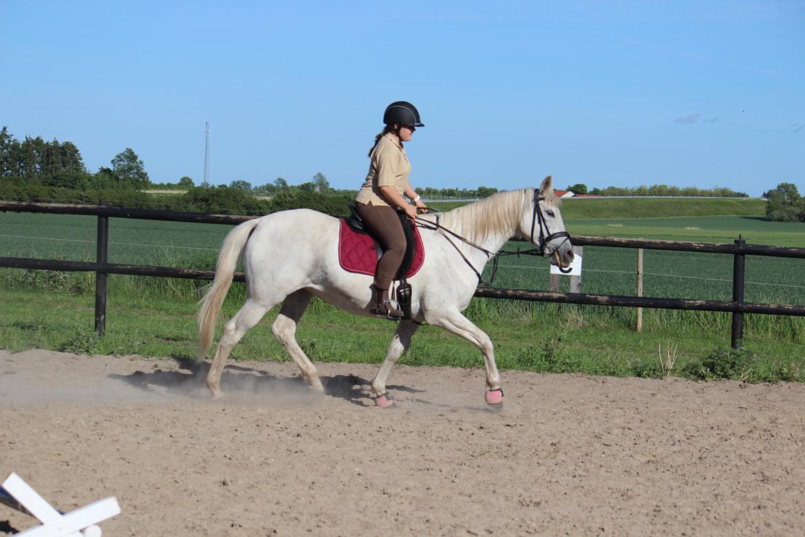 Anden særlig race - Miramis - Foto: Johanna Maria billede 5