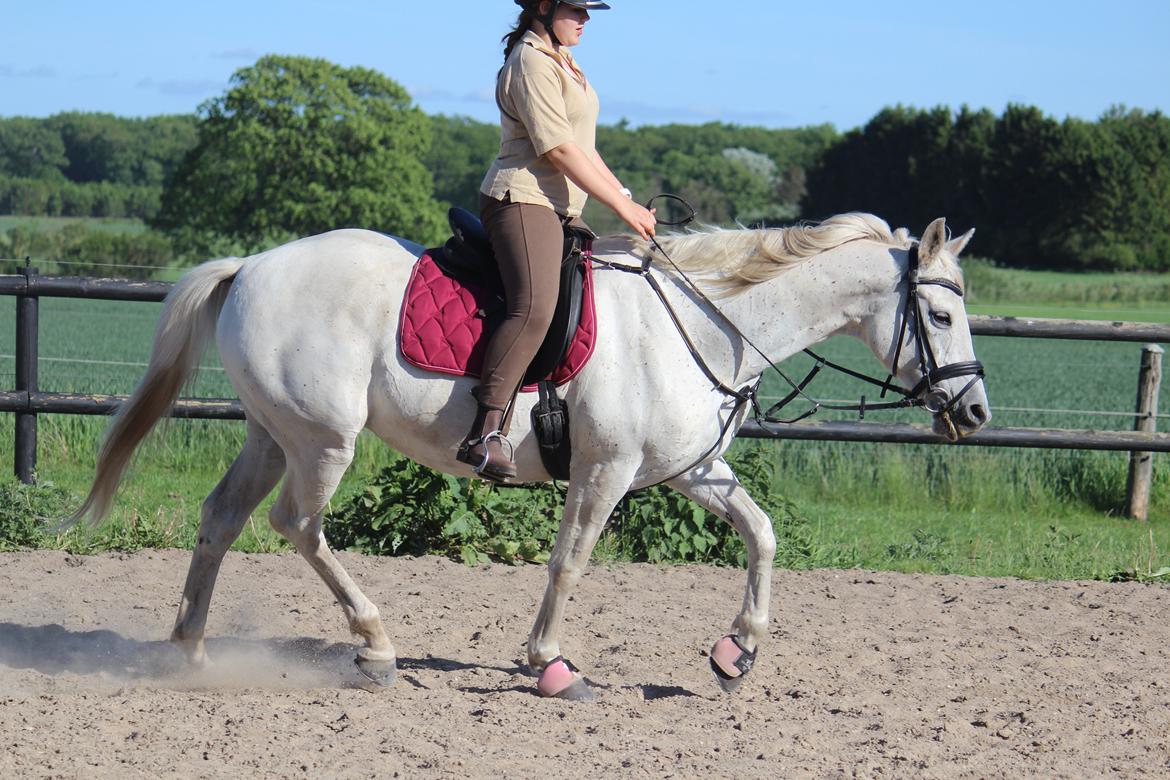 Anden særlig race - Miramis - Foto: Johanna Maria billede 2