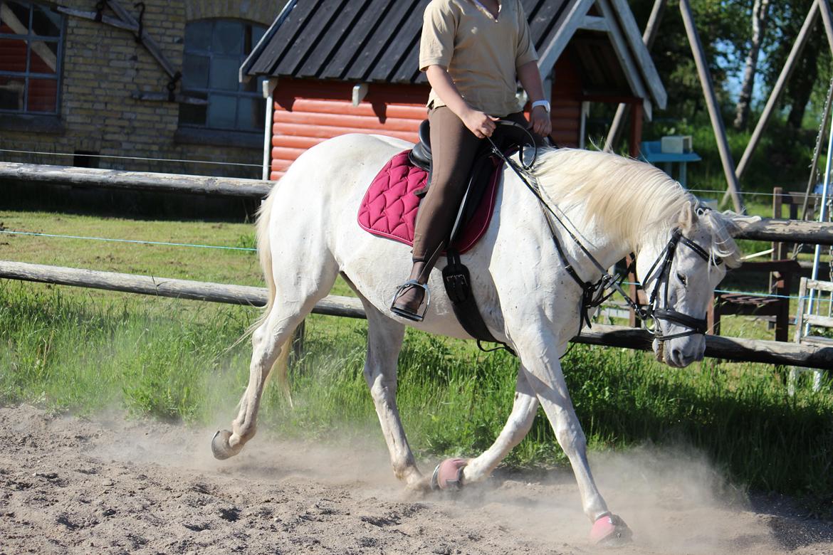 Anden særlig race - Miramis - Det er sådan hun skal gå! <3 Foto: Johanna Maria billede 7