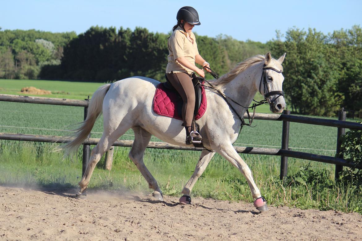 Anden særlig race - Miramis - Foto: Johanna Maria billede 8
