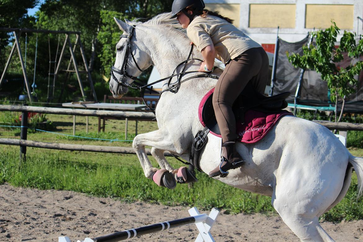 Anden særlig race - Miramis - Springer et lille spring (40 cm.) Foto: Johanna Maria billede 10