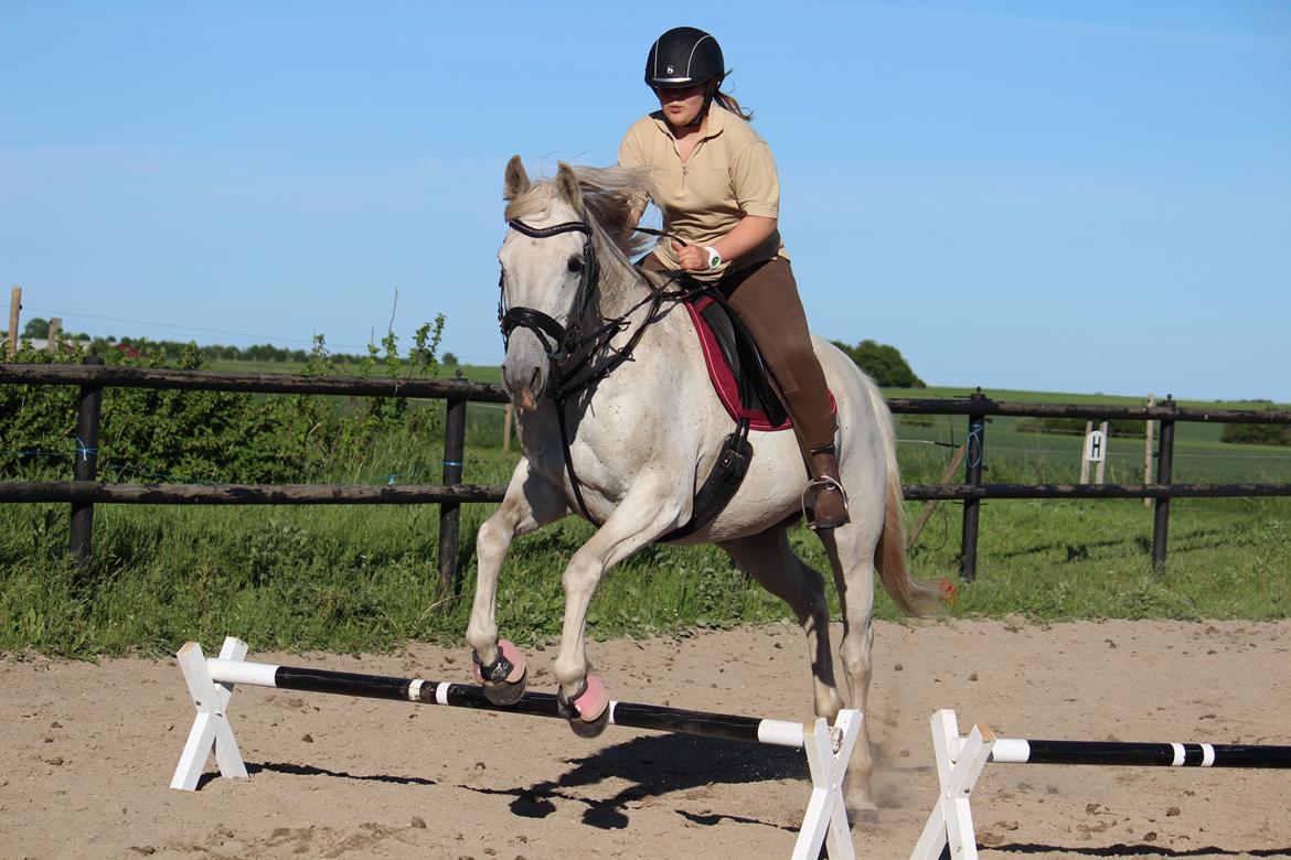 Anden særlig race - Miramis - Springer et lille spring. (40cm) Foto: Johanna Maria billede 11