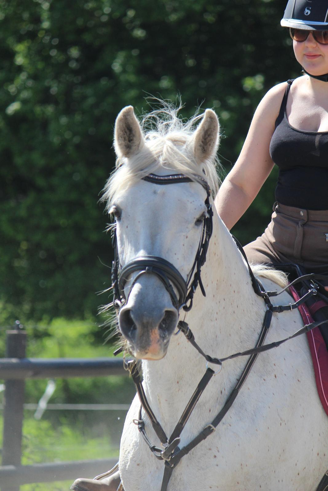 Anden særlig race - Miramis - Foto: Johanna Maria billede 12
