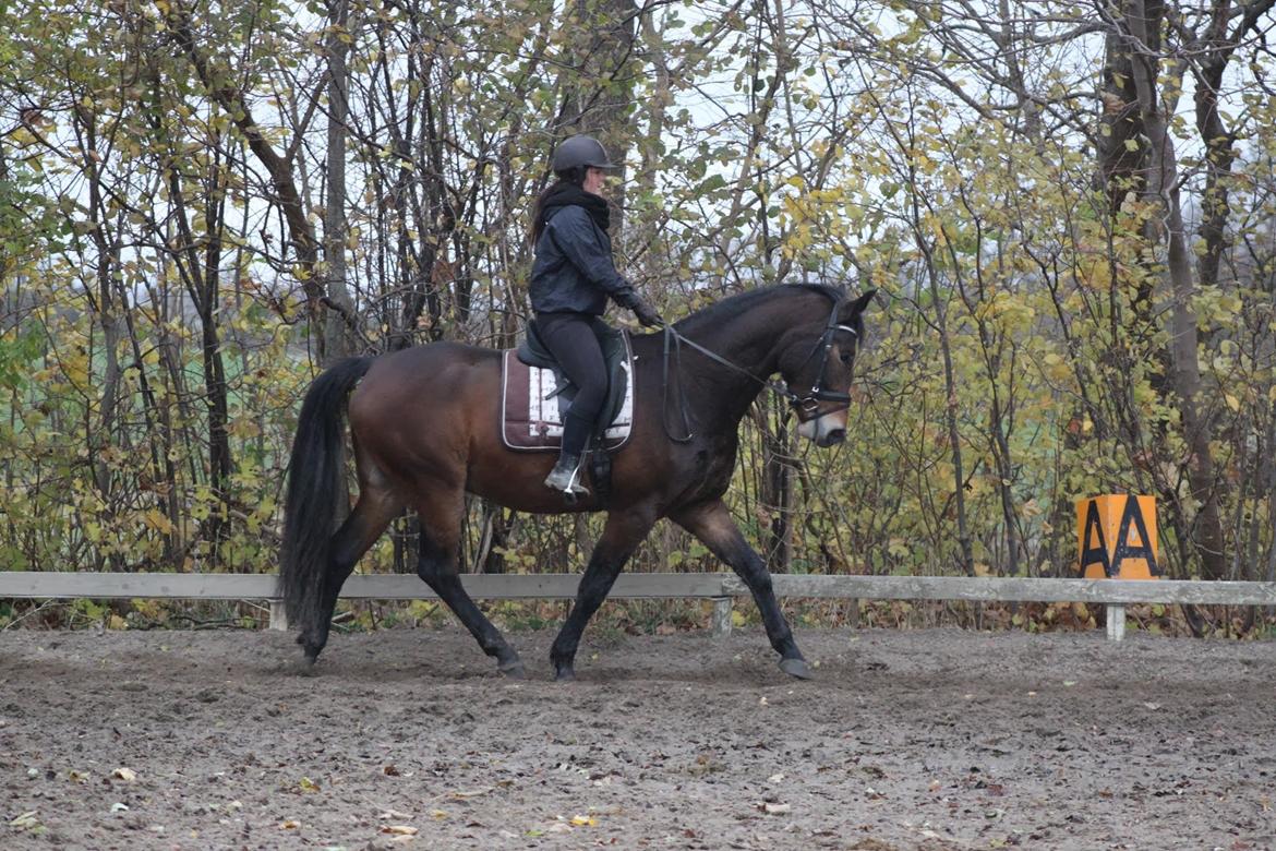 Oldenborg Paddington Skrold billede 5