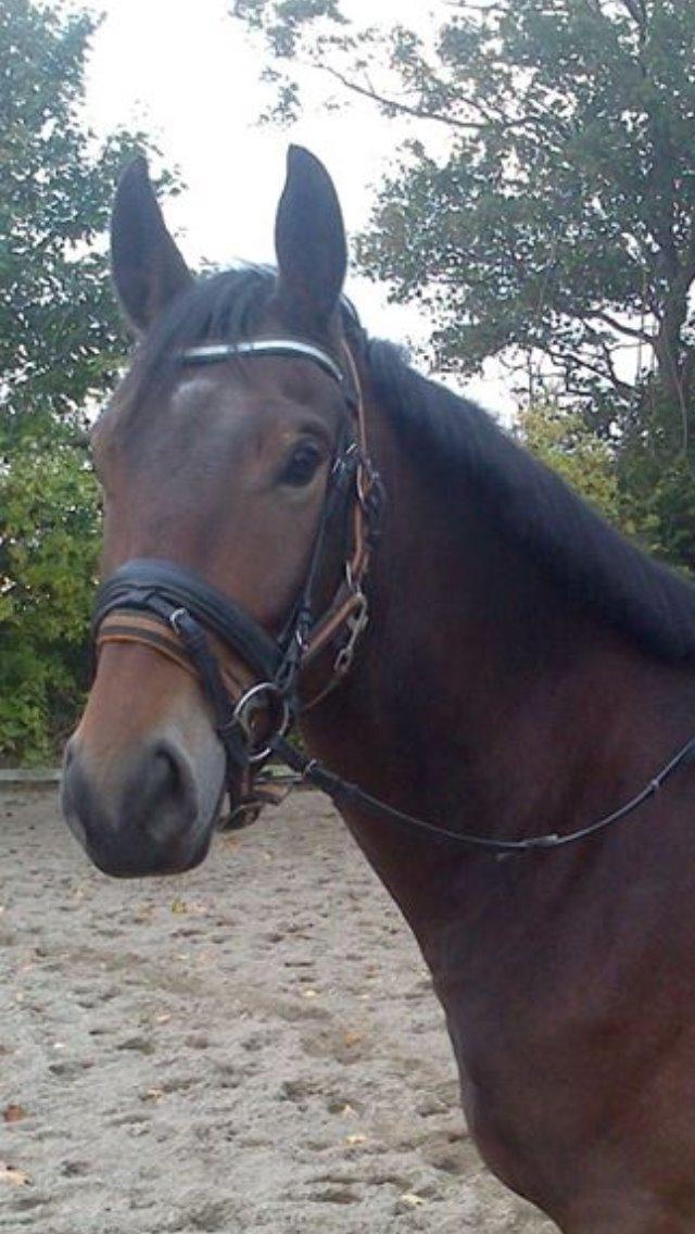 Oldenborg Paddington Skrold billede 16