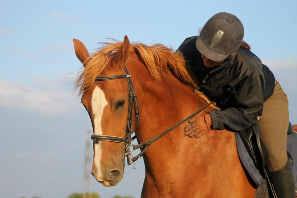 Frederiksborg Lady Safira Lykkebo - "mors lille pony" billede 3