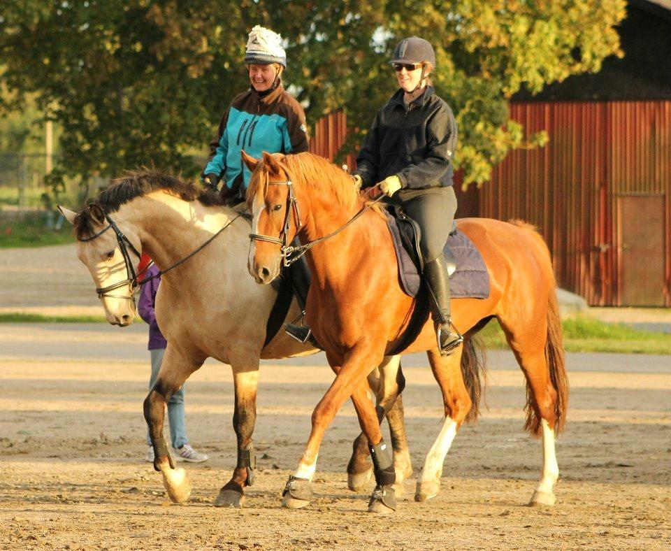 Frederiksborg Lady Safira Lykkebo - til showtræning i Roskilde billede 5