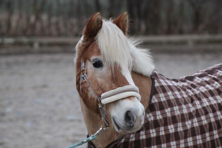 Haflinger Asterix (Gamle hest) billede 1