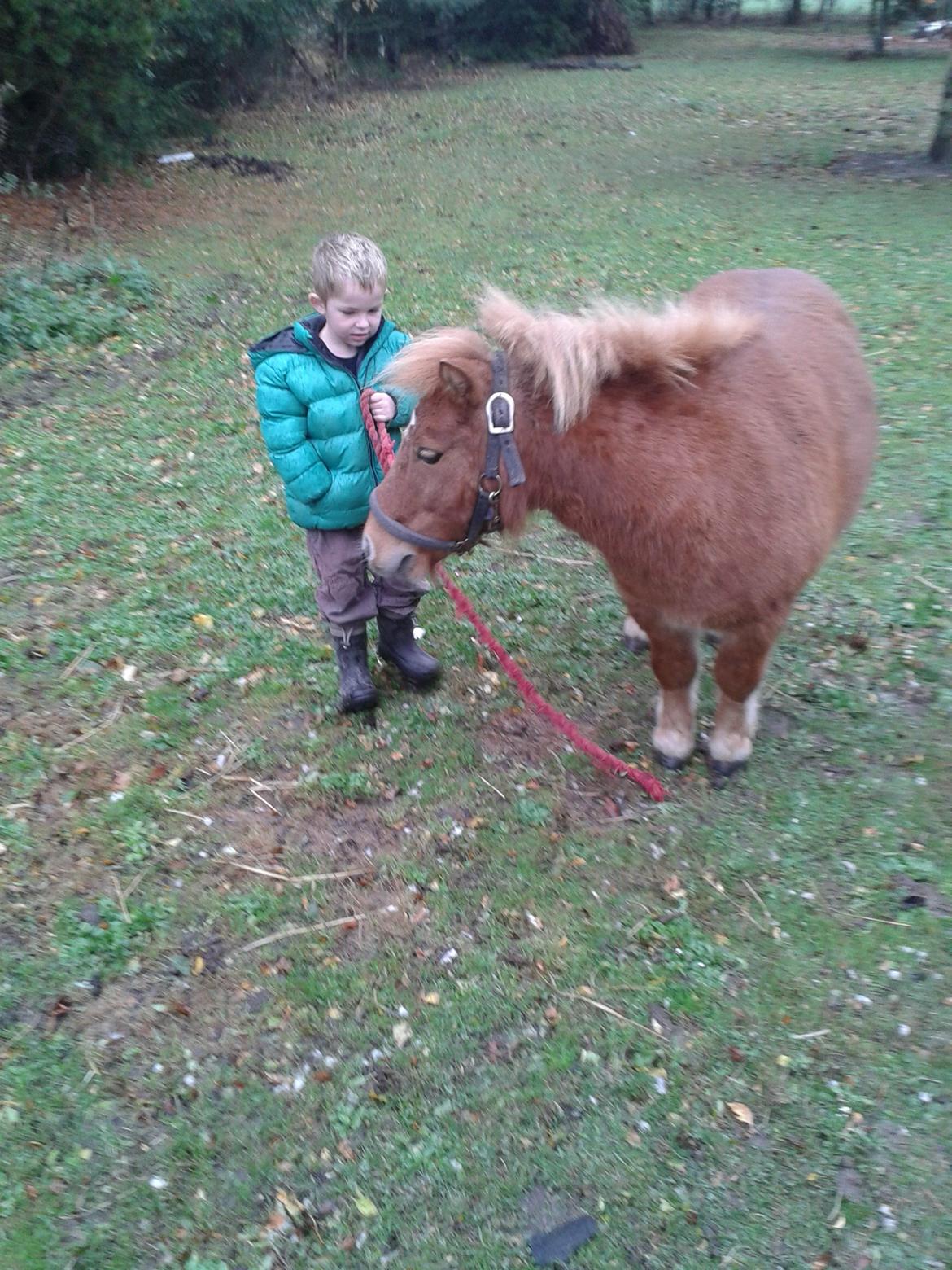 Anden særlig race sambo billede 1