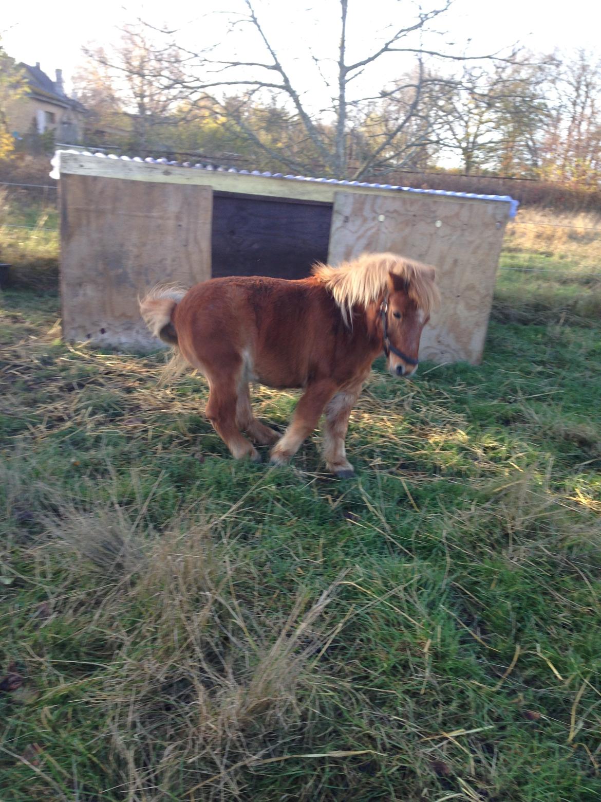 Anden særlig race sambo billede 5