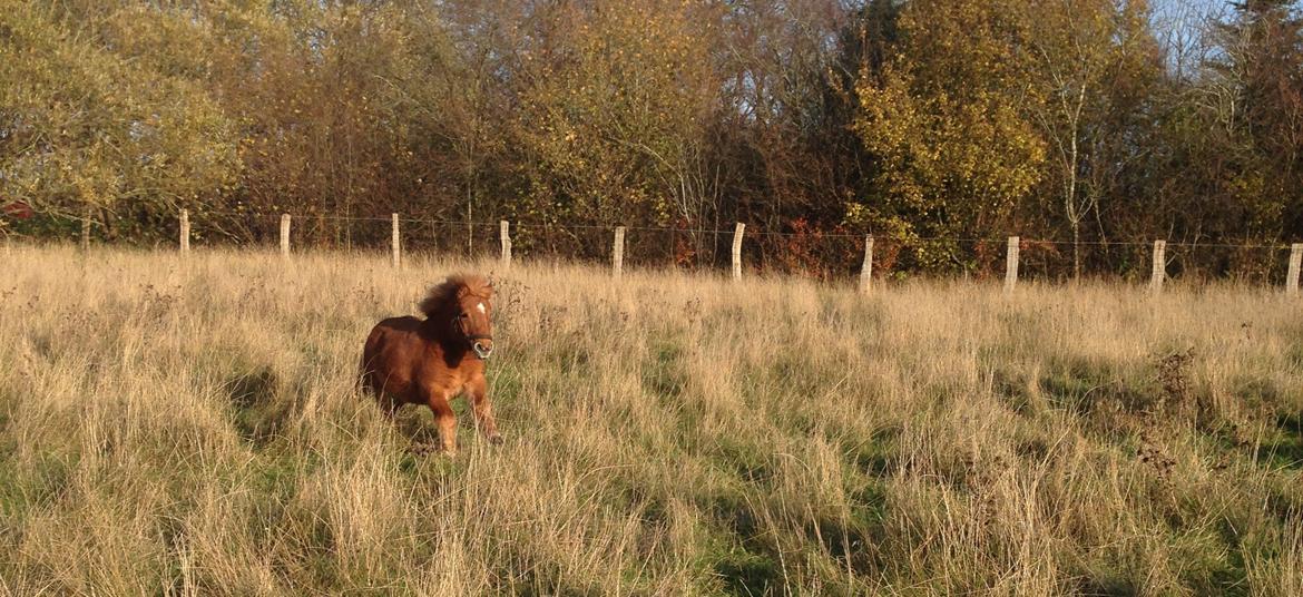Anden særlig race sambo billede 6
