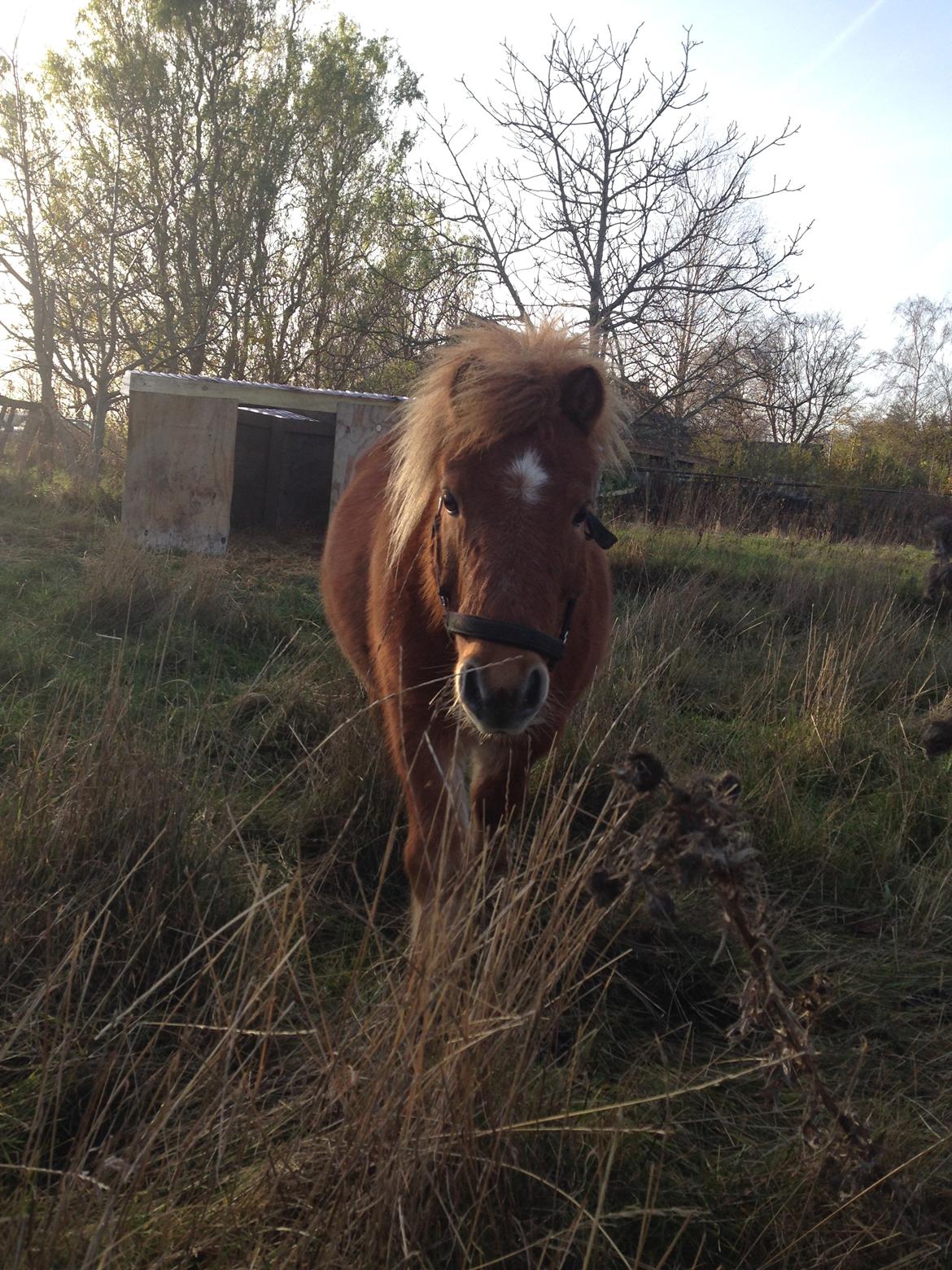Anden særlig race sambo billede 7