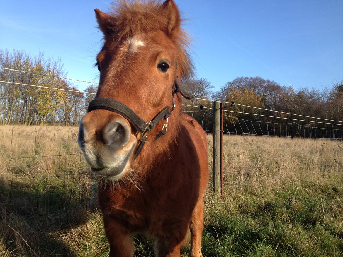 Anden særlig race sambo billede 8