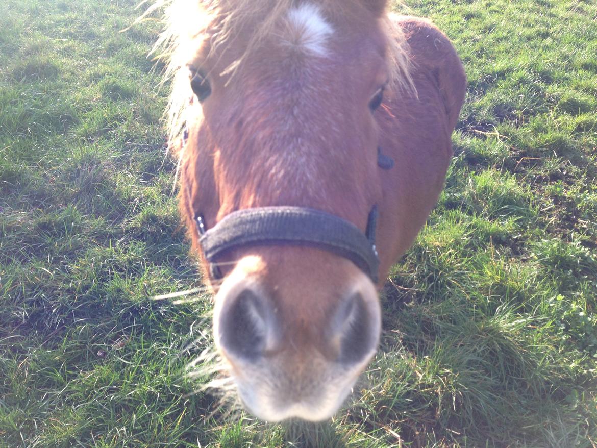 Anden særlig race sambo billede 9