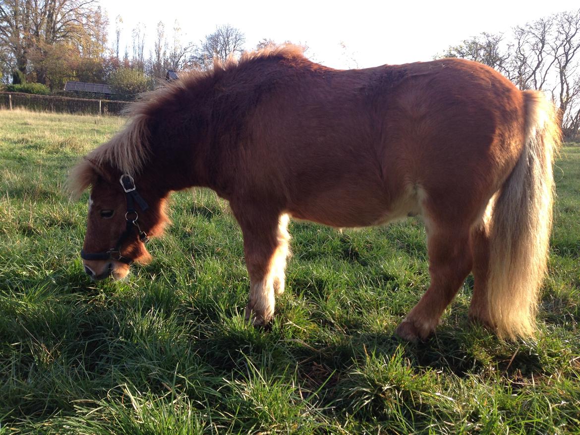 Anden særlig race sambo billede 10
