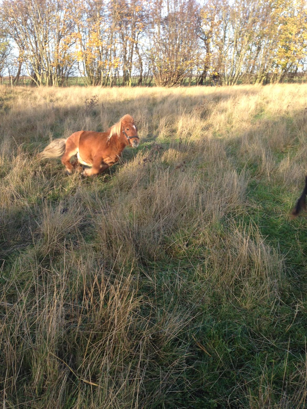 Anden særlig race sambo billede 11