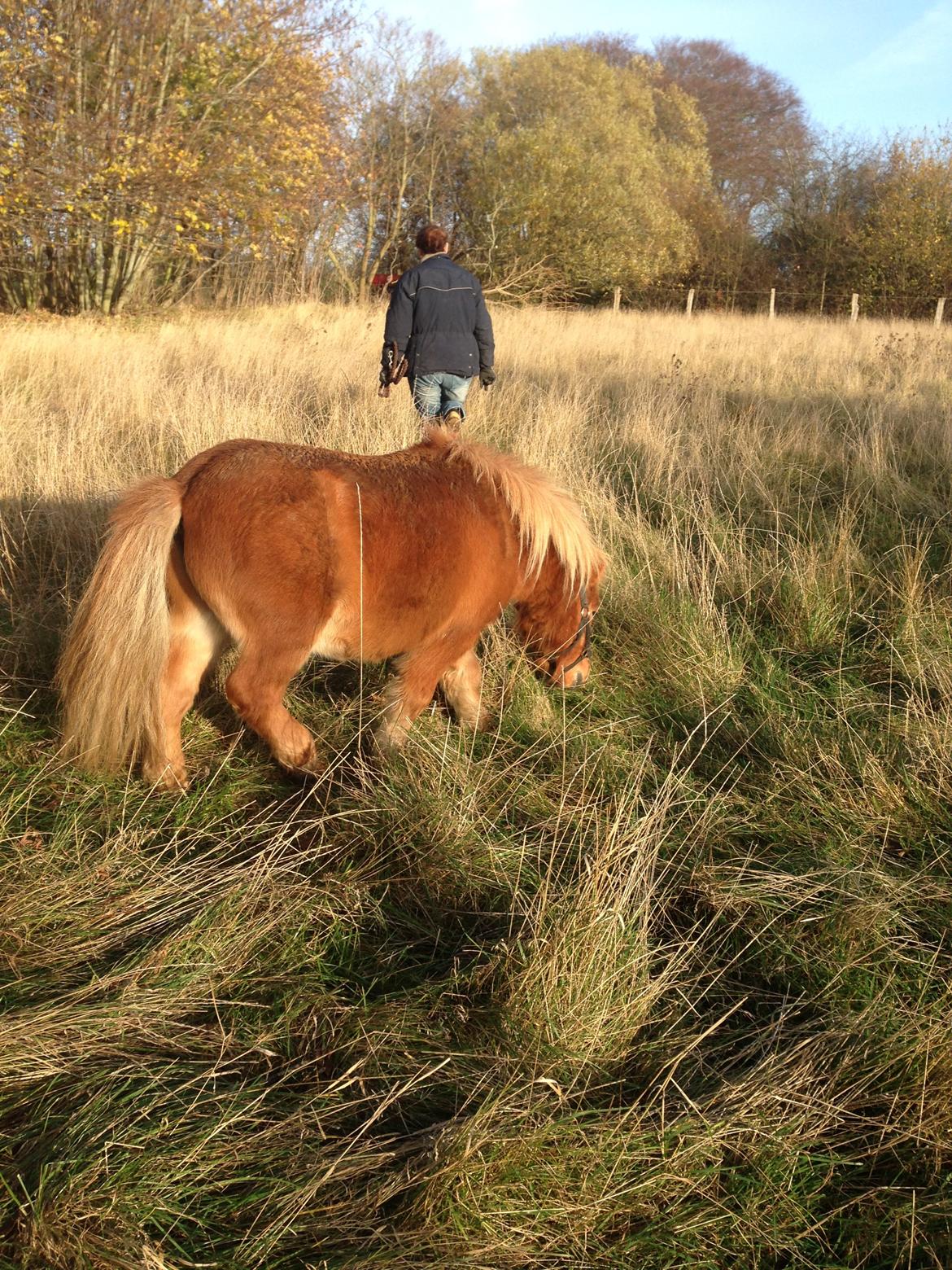 Anden særlig race sambo billede 12