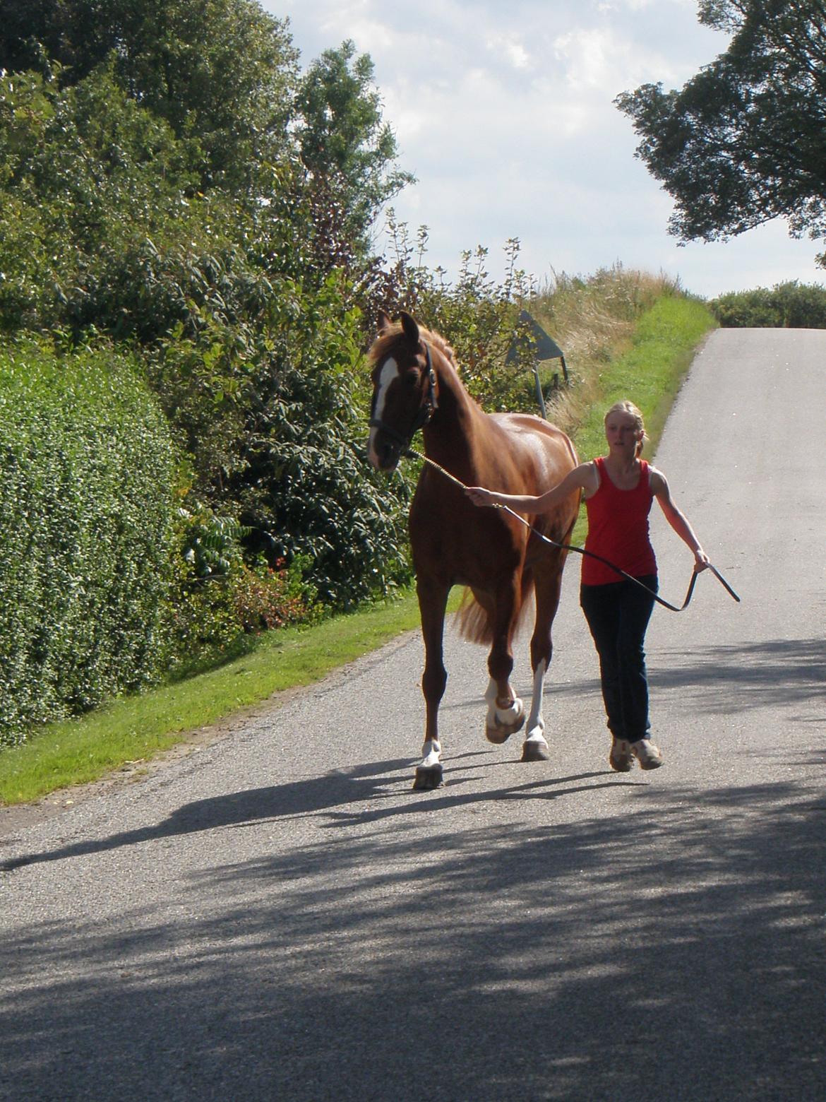 Frederiksborg Lady Safira Lykkebo - Safira 5 år - dagen før kåringen  -en lille løbe tur på fast bund med min datter Charlotte billede 15