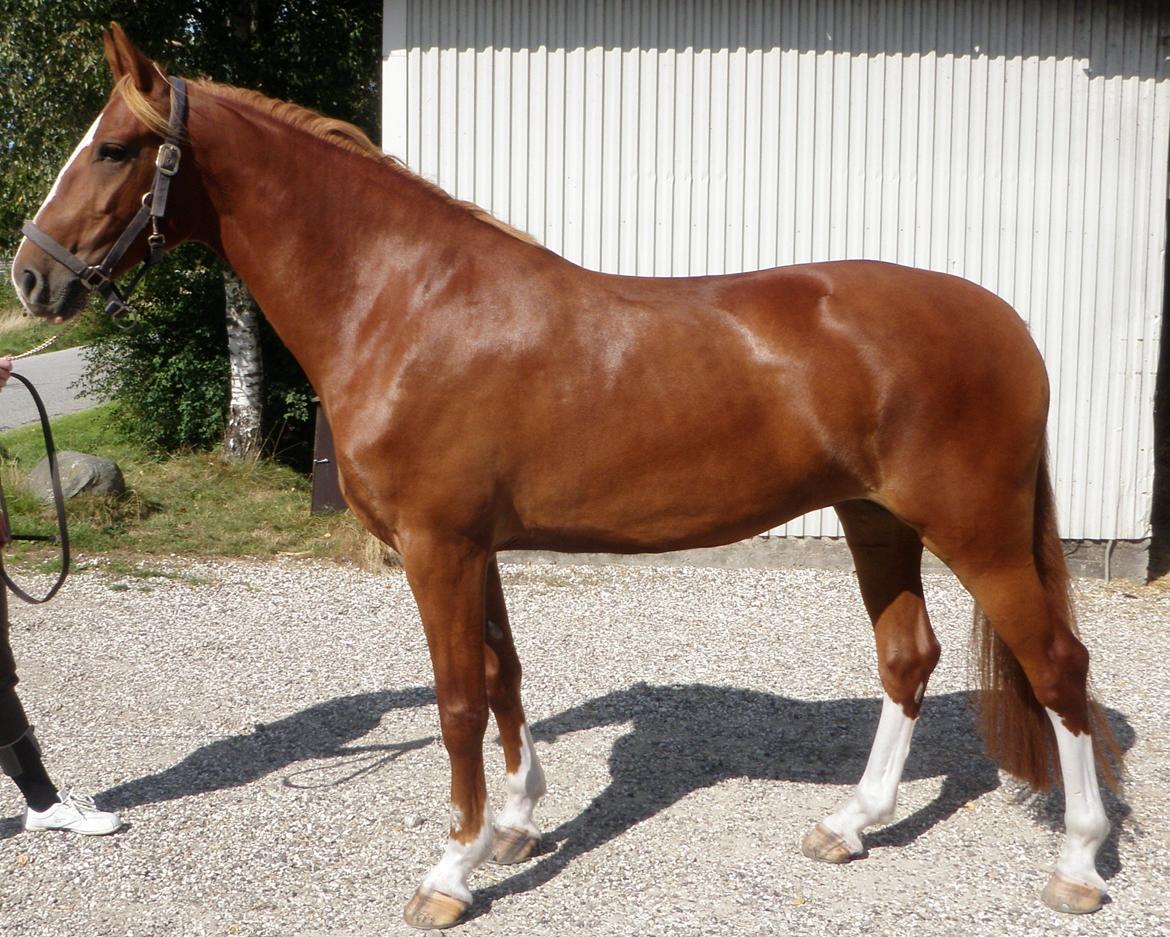 Frederiksborg Lady Safira Lykkebo - Safira 5 år - dagen før kåringen  - renvasket og skuret billede 16