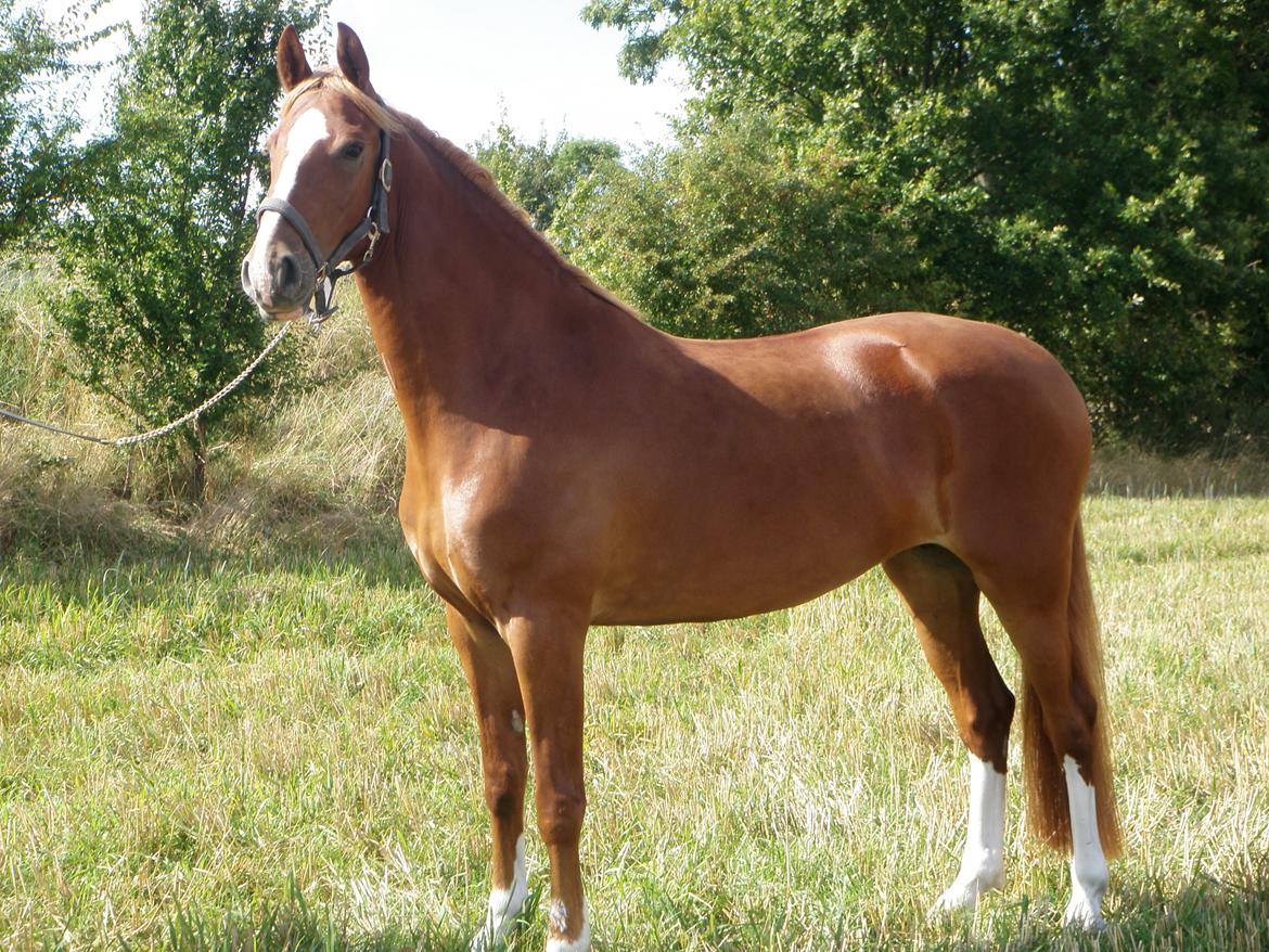 Frederiksborg Lady Safira Lykkebo - Safira 5 år - dagen før kåringen  - renvasket og skuret billede 17