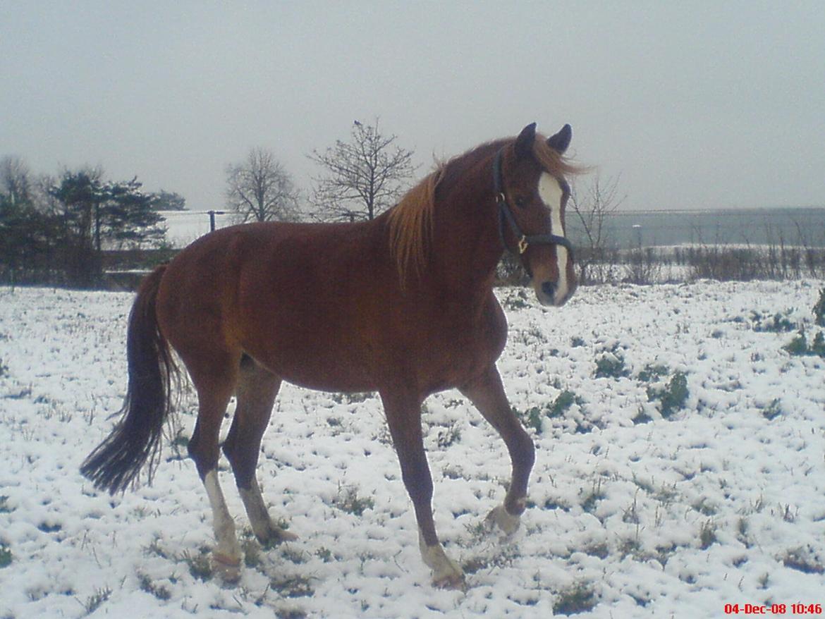 Frederiksborg Lady Safira Lykkebo - Safira 4 år - der er vel ikke så meget at sige - det er bare vinter billede 18