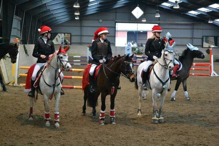 Welsh Pony (sec B) Skovbjergs Blai! (Blæverdyret) billede 21