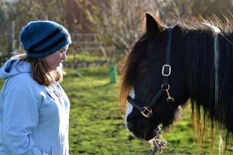 Irish Cob Pam:-* billede 18