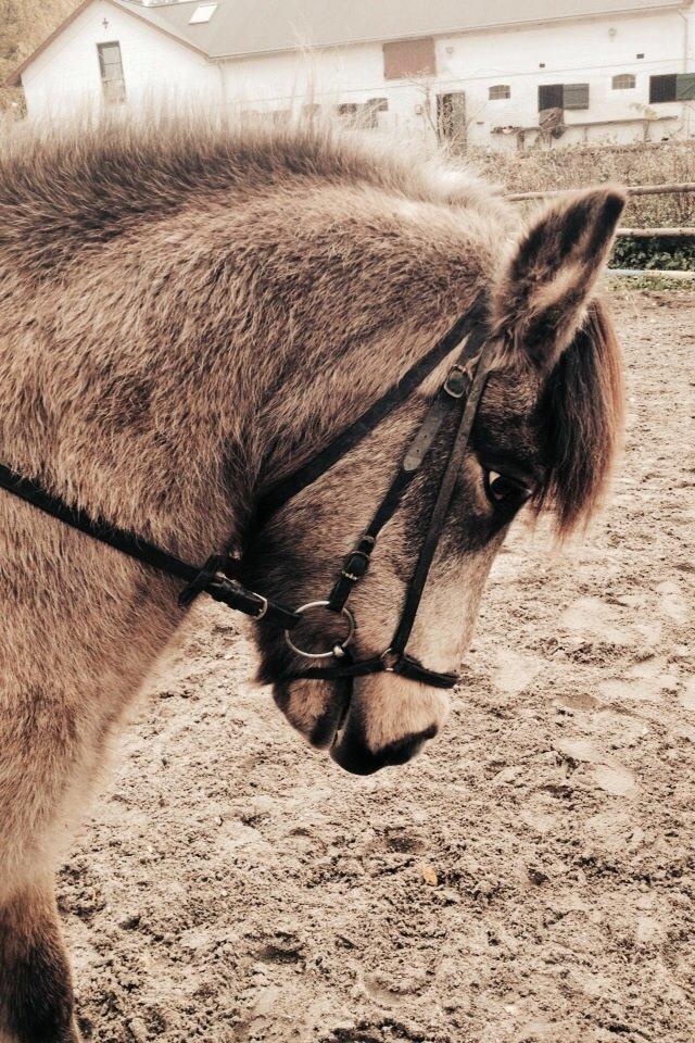 Islænder Blettur fra Tjenergården billede 14