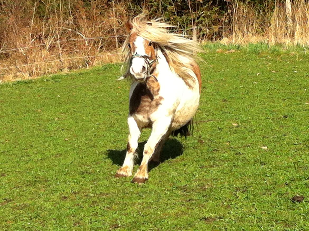 Anden særlig race Prins - hej og velkommen til min profil :) billede 1