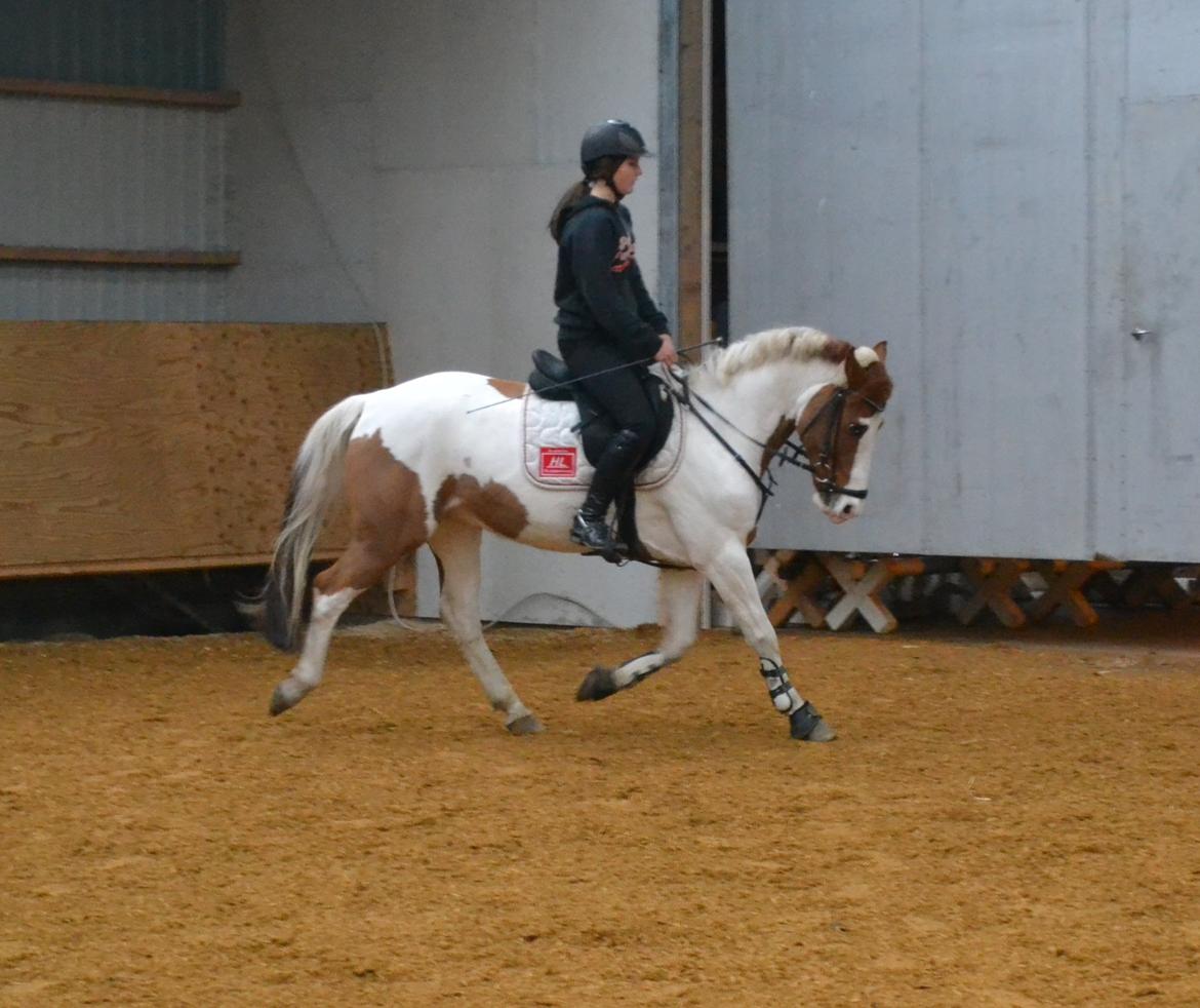 Hollandsk Sportspony Zwier - Faktisk er dette billede taget ca 1 uge inden stjernen blev solgt :-( billede 19