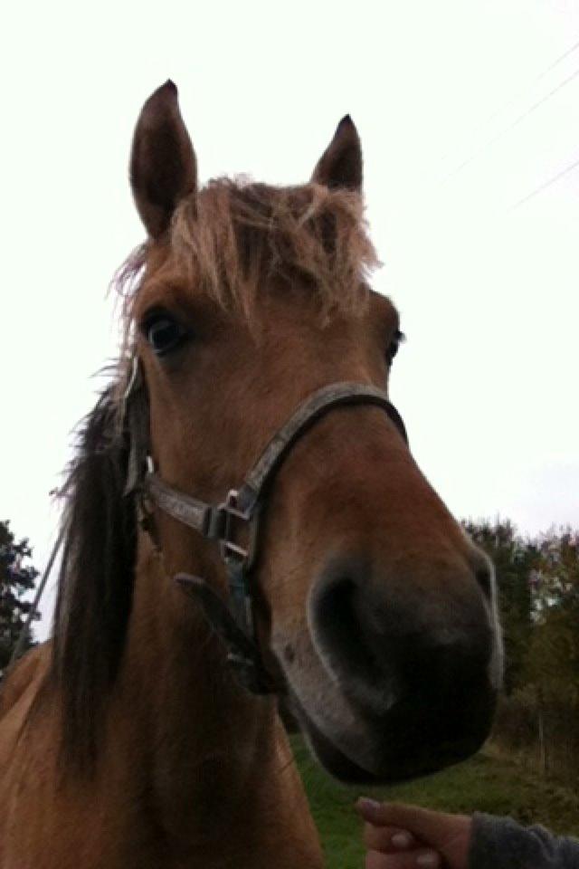 Anden særlig race Maximus billede 15