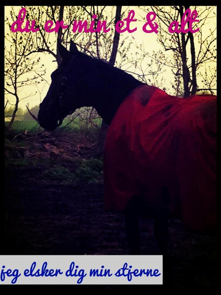 Traver Nikita ås billede 23