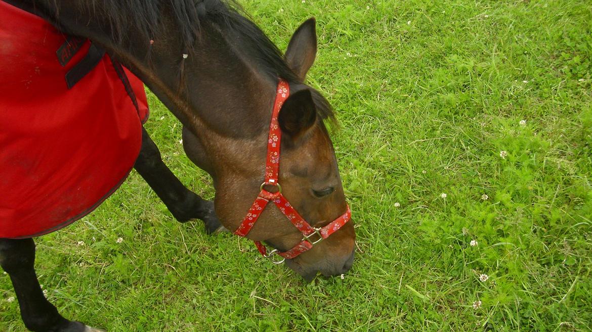Traver Nikita ås billede 26
