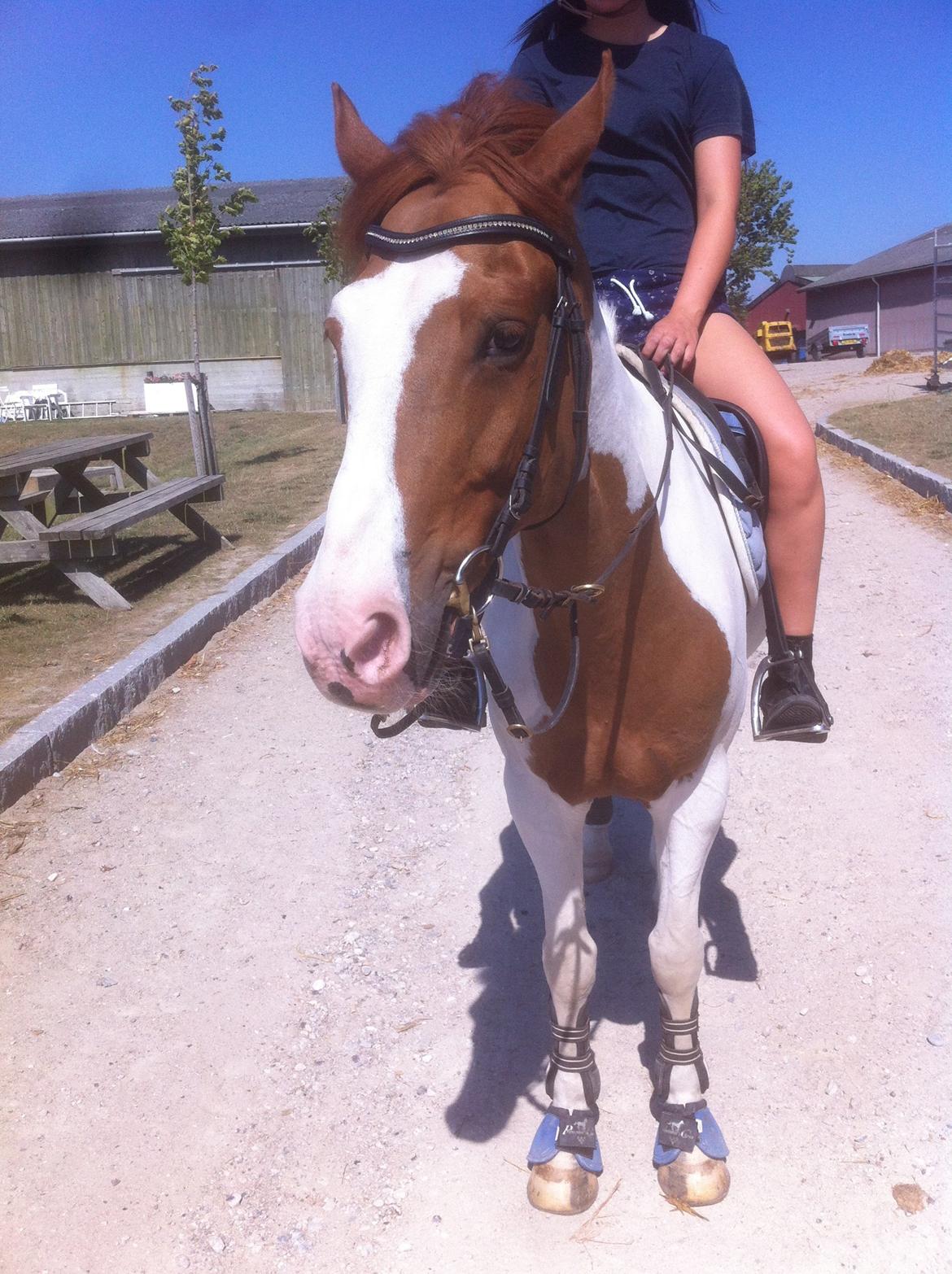 Hollandsk Sportspony Zwier - Da jeg var over at besøge ham ved Emilie :-) billede 21