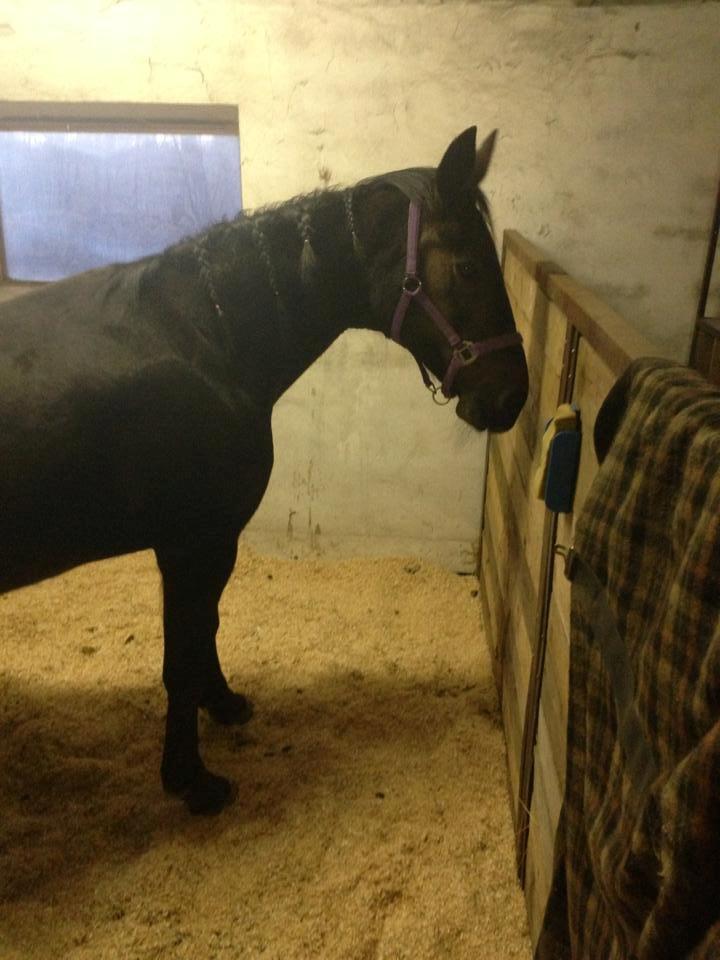 Traver Nikita ås billede 29