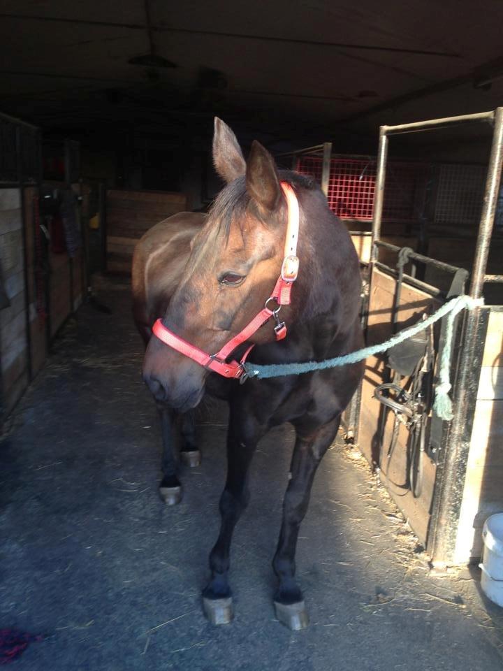 Traver Nikita ås billede 30