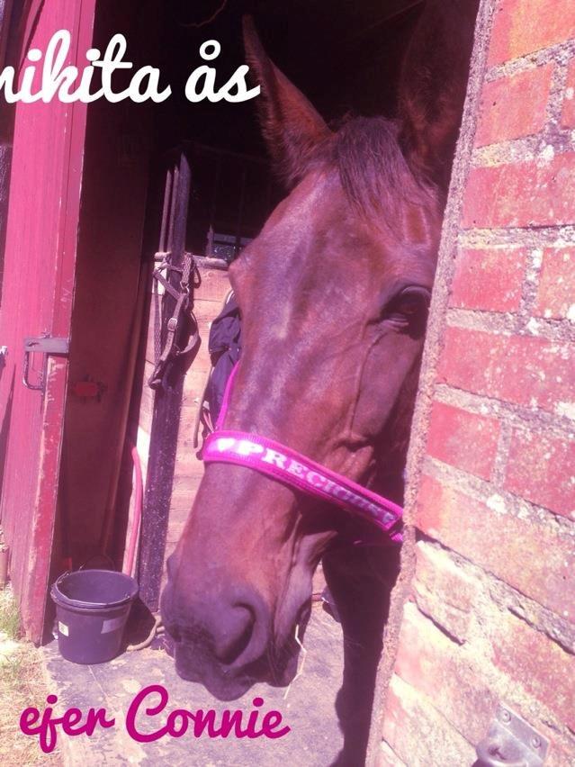 Traver Nikita ås billede 33