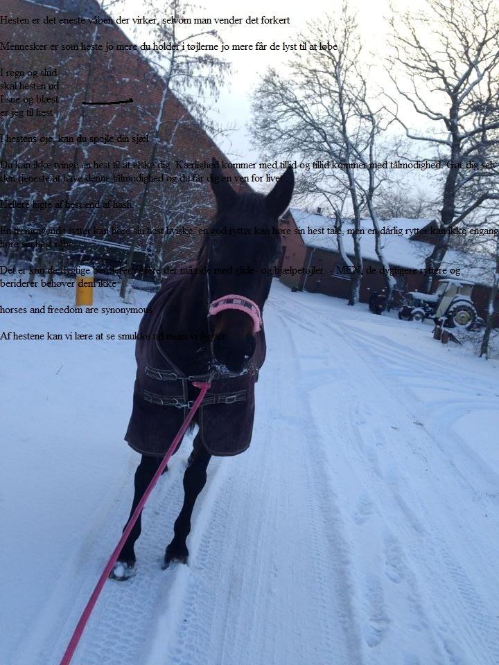 Traver Nikita ås billede 34