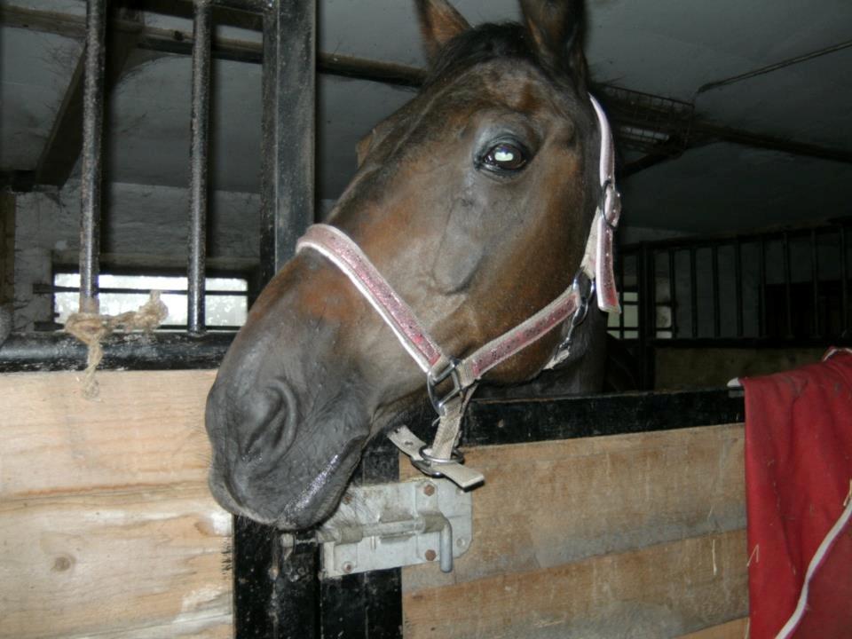 Traver Nikita ås billede 35