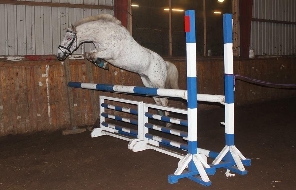 Anden særlig race Hoppity Hop (Verdens bedste pony)<3 - Hoppe springer 105 ca og hopper flot over det<3<3 billede 2