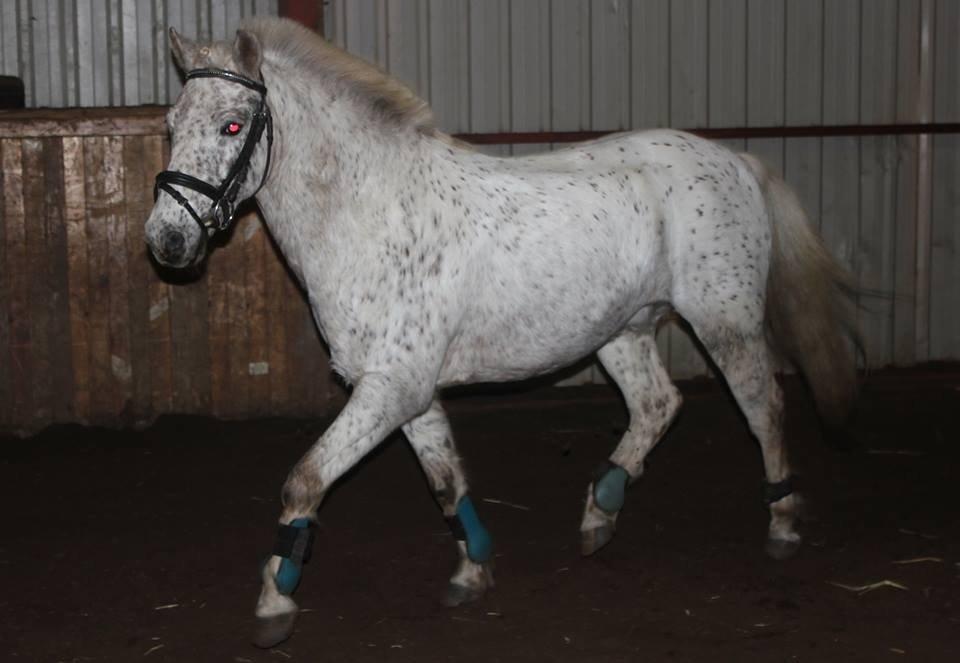 Anden særlig race Hoppity Hop (Verdens bedste pony)<3 - Hop spiller smart:-) billede 3