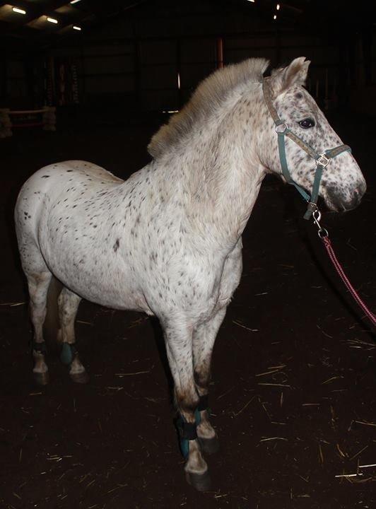 Anden særlig race Hoppity Hop (Verdens bedste pony)<3 - Smukke Hoppe<3<3 billede 4