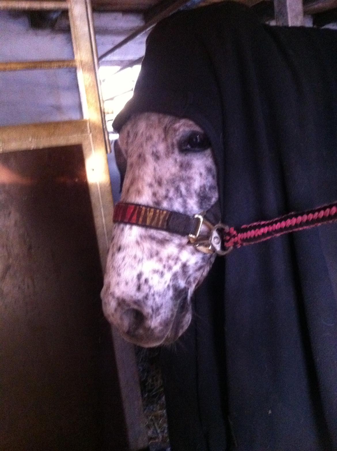 Anden særlig race Hoppity Hop (Verdens bedste pony)<3 - Hop leger Nonne billede 5