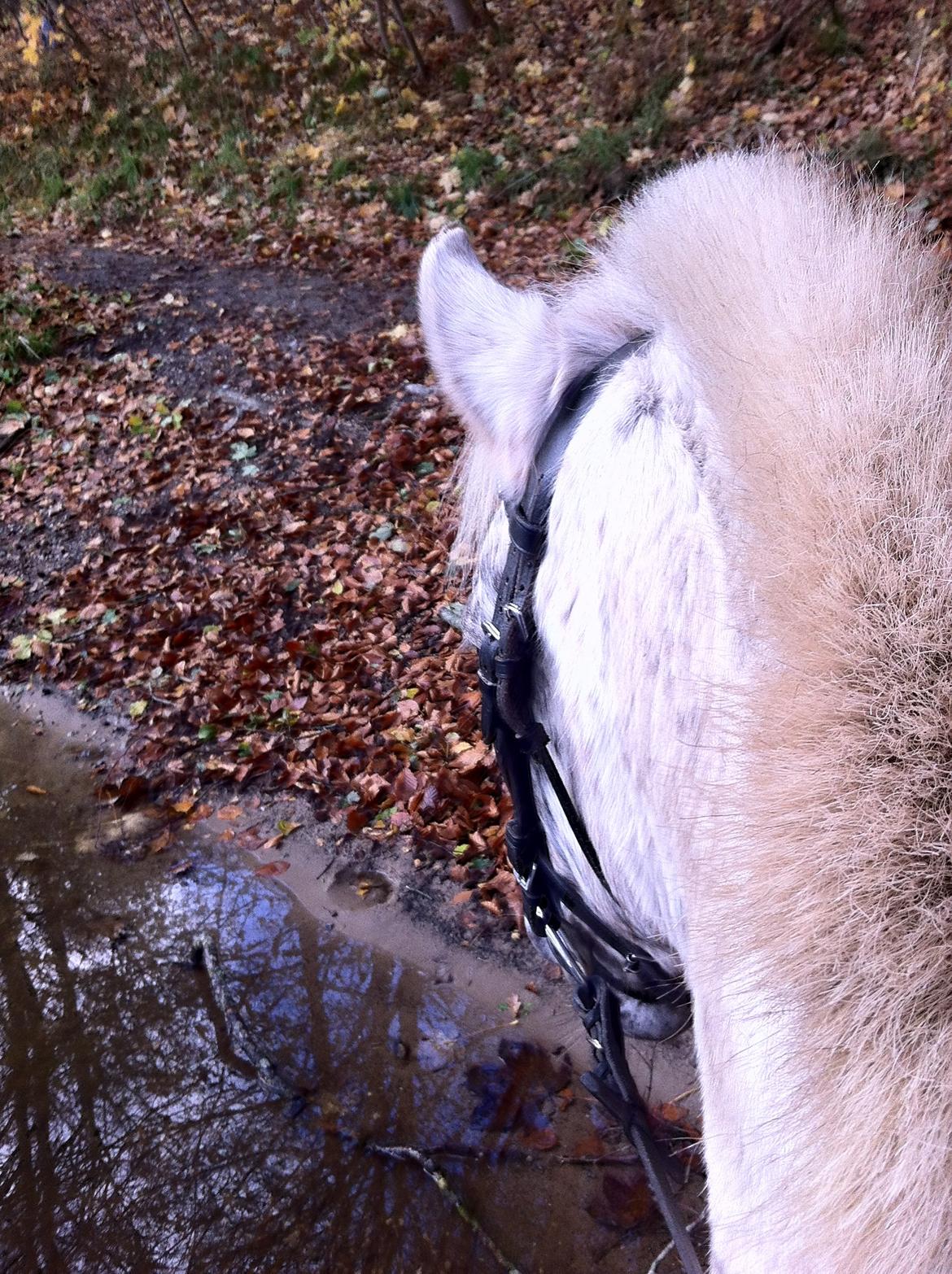 Anden særlig race Hoppity Hop (Verdens bedste pony)<3 - Skovturs Hoppe:-D billede 6