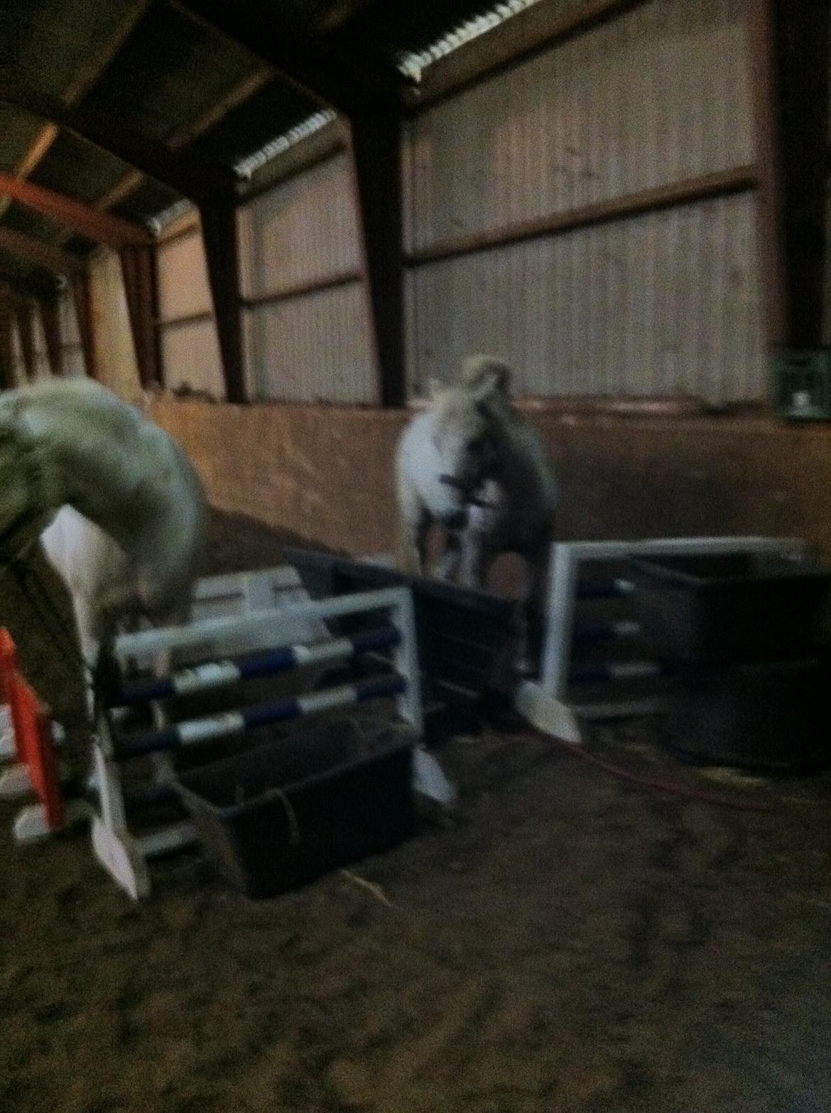 Anden særlig race Hoppity Hop (Verdens bedste pony)<3 - Så skal der leges trailer læssning  billede 7