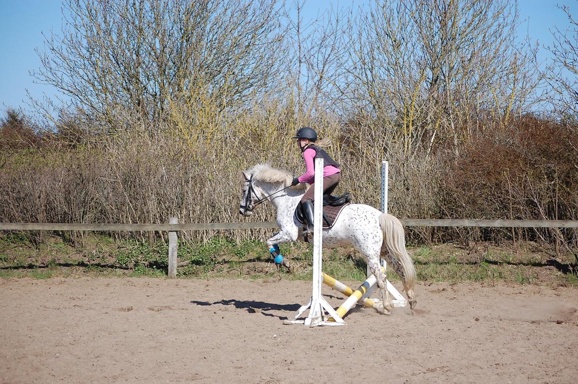 Anden særlig race Hoppity Hop (Verdens bedste pony)<3 billede 10