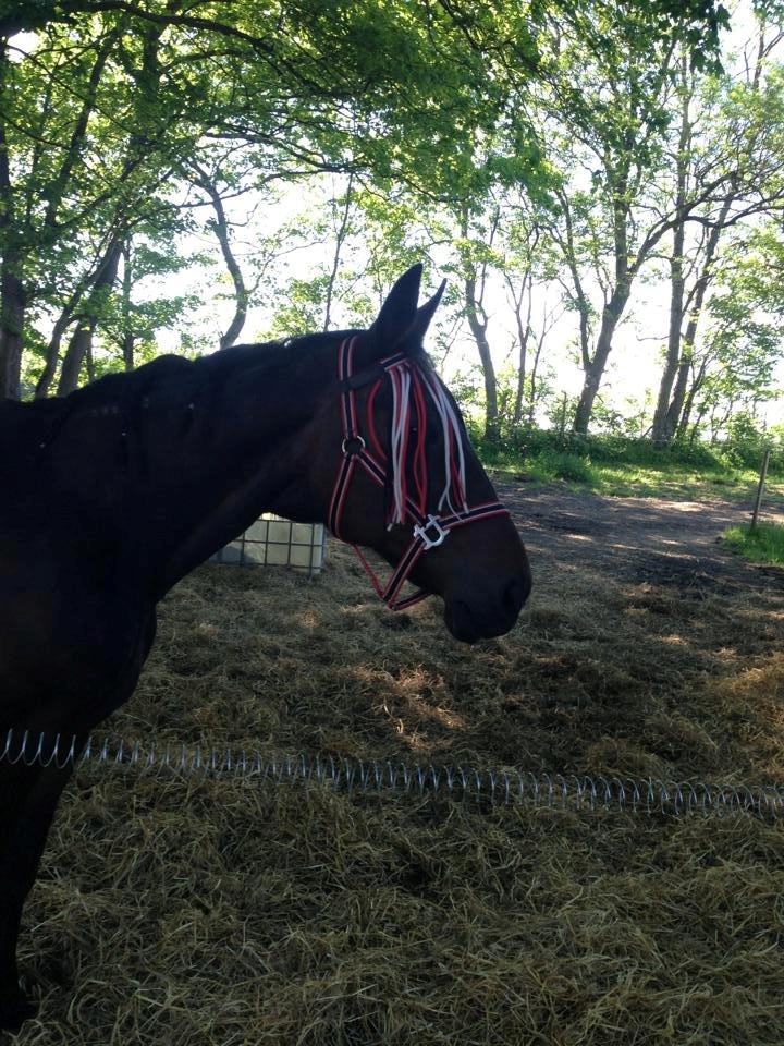 Traver Nikita ås billede 37