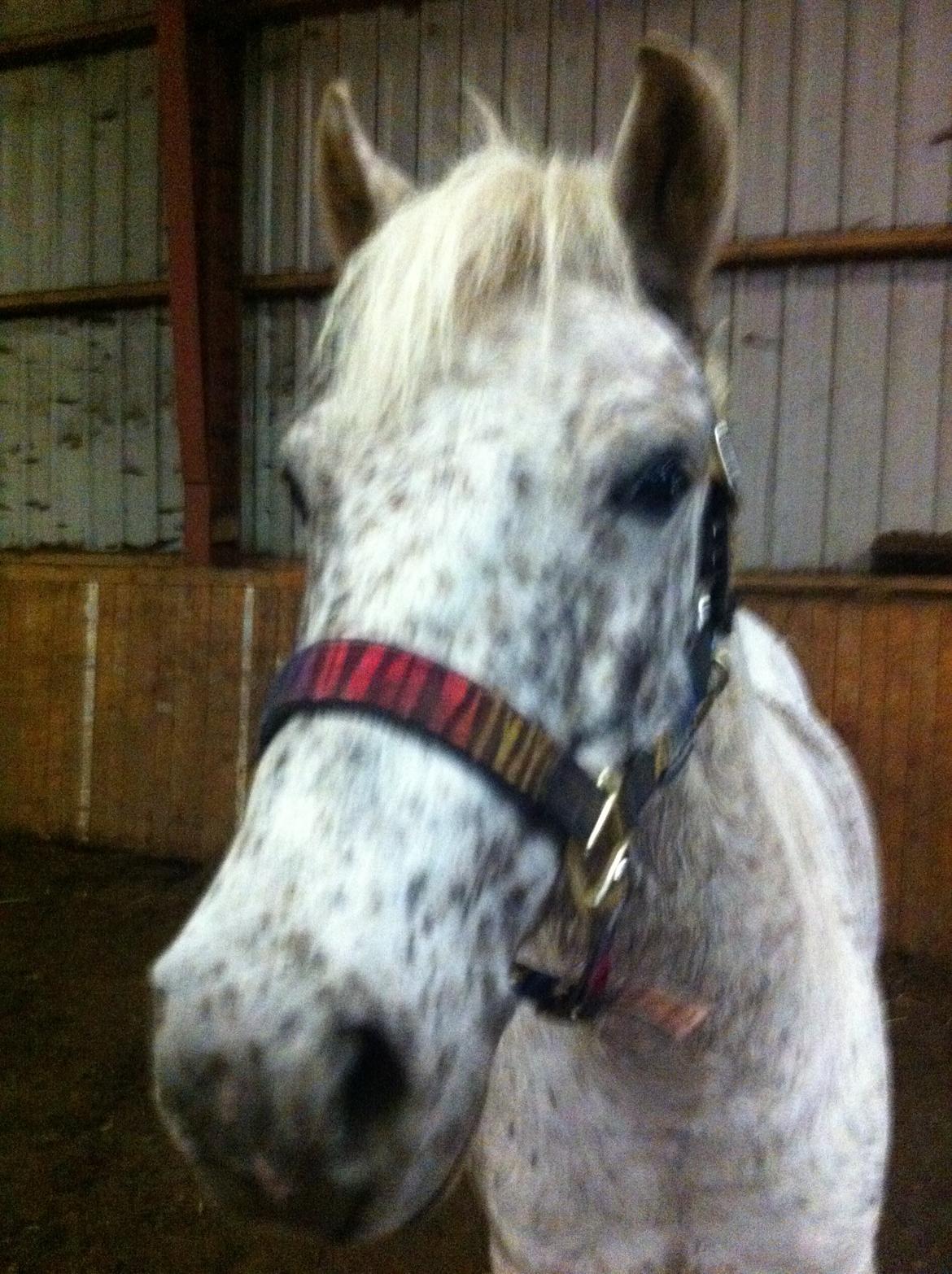 Anden særlig race Hoppity Hop (Verdens bedste pony)<3 - <3<3 billede 8