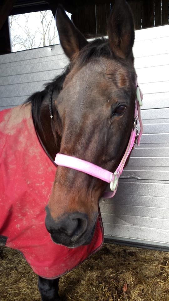 Traver Nikita ås billede 38